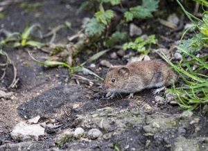 Vole Removal Experts