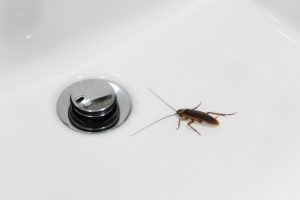 How to get rid of springtails in bathroom?