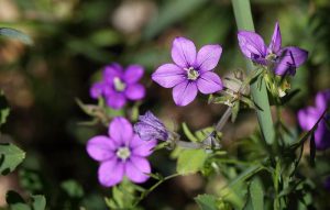 What is a red flower that starts with the letter A?