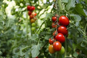 Tomato Plant