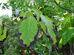 Plant Leaves