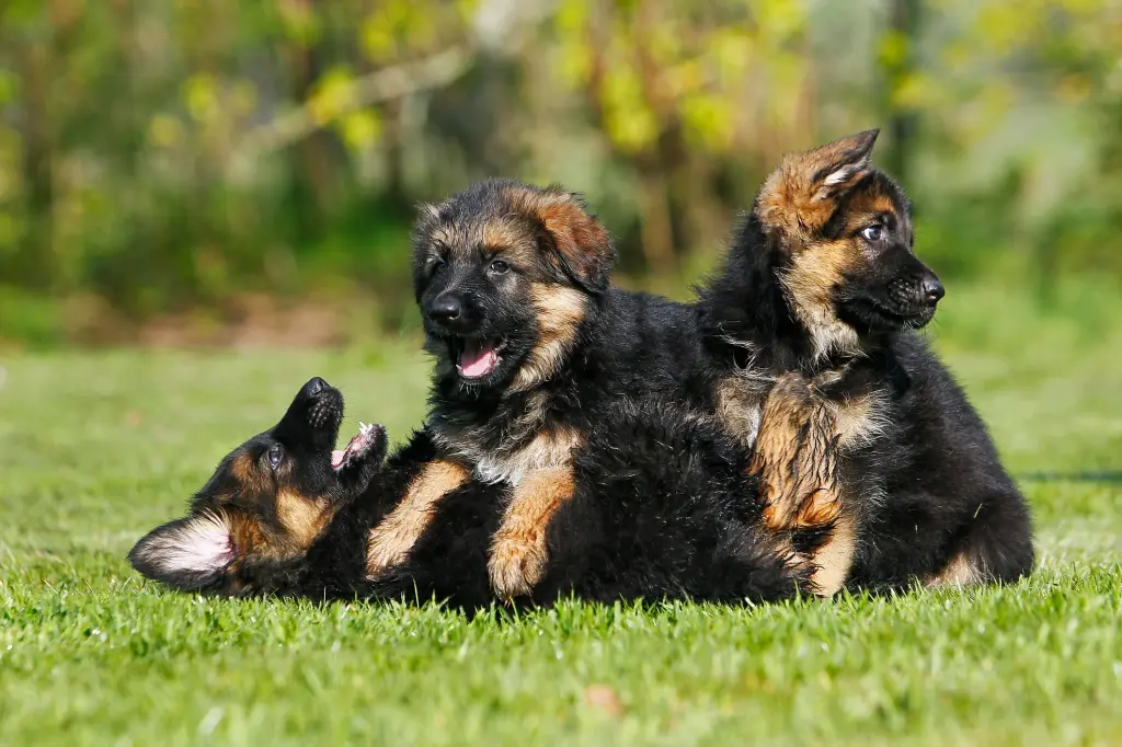 Important Questions To Ask Breeders Offering AKC GSD Puppies For Sale